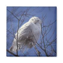 Snowy Owl Fridge Magnets