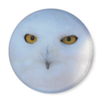 Snowy Owl magnets by almedic104 Snowy Owl magnets