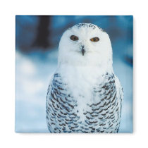 Snowy Owl Magnet