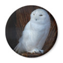 Snowy Owl magnets by almedic104 Snowy Owl magnets