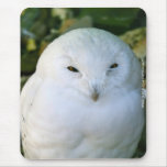Snowy Owl Mouse Pads
