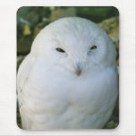 Snowy Owl Mouse Pads