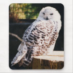 snowy owl mousepad
