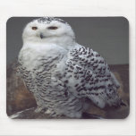 Snowy owl mousepad