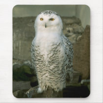 Snowy owl mousepads by Thorninger Snowy owl mousepads