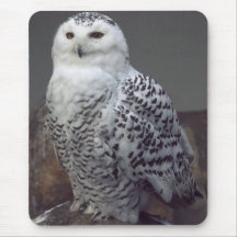 Snowy owl mousepad