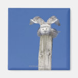 Snowy owl on top of a pole, preparing to take magnets