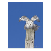 Snowy owl on top of a pole, preparing to take postcard