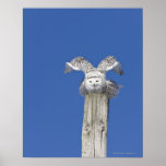 Snowy owl on top of a pole, preparing to take posters