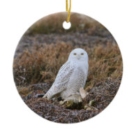 Snowy Owl Photo Christmas Ornaments