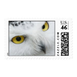 Snowy Owl Photo Postage Stamp