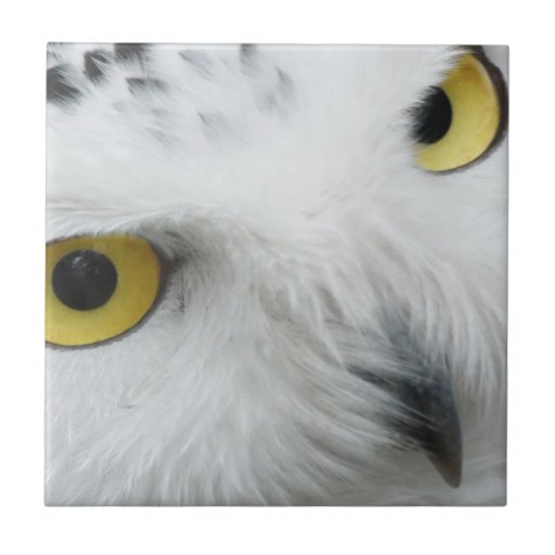 Snowy Owl Photo Tile
