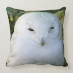 Snowy Owl Pillows