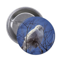 Snowy Owl Pins