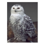 Snowy owl post card
