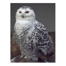 Snowy owl post card