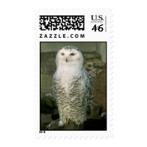 Snowy owl postage