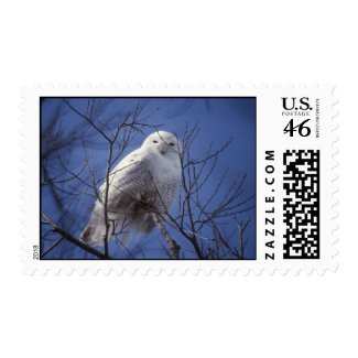 Snowy Owl Postage stamp