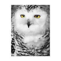 Snowy Owl Postcard