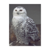 Snowy owl postcards