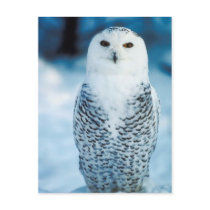 Snowy Owl postcards