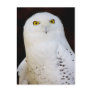 Snowy Owl Post Card