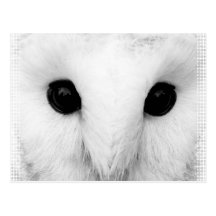 Snowy Owl Postcard