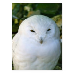 Snowy Owl Postcards