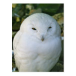 Snowy Owl Postcards