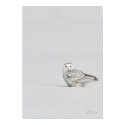 Snowy Owl Poster posters by churchto12 Snowy Owl Poster posters