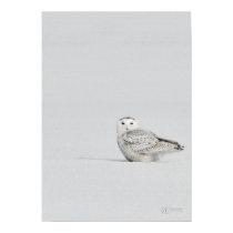 Snowy Owl Poster posters