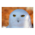 Snowy Owl posters