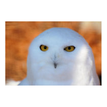 Snowy Owl posters