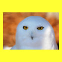 Snowy Owl posters