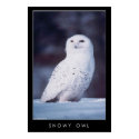 Snowy Owl posters
