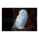 Snowy Owl posters by almedic104 Snowy Owl posters