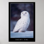 Snowy Owl posters