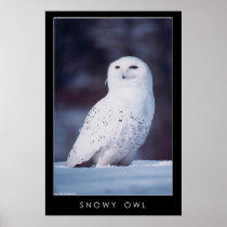 Snowy Owl Print