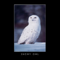 Snowy Owl posters