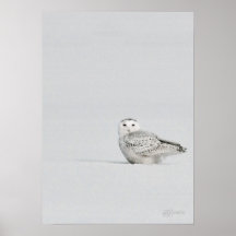 Snowy Owl Poster