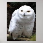 Snowy Owl Print