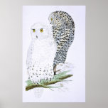 Snowy Owl Poster