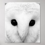 Snowy Owl Poster posters