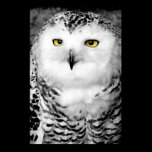 Snowy Owl Poster Print posters