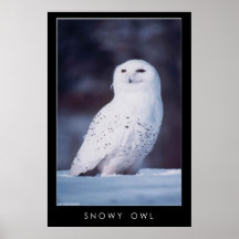 Snowy Owl Print
