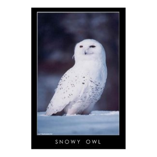 Snowy Owl Print