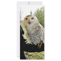 Snowy Owl Custom Rack Cards