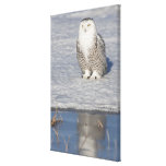 Snowy owl standing near water creating a gallery wrapped canvas