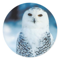 Snowy Owl Sticker