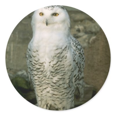 Snowy Owl stickers by Thorninger